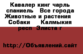 Кавалер кинг чарль спаниель - Все города Животные и растения » Собаки   . Калмыкия респ.,Элиста г.